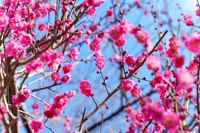 梅の花