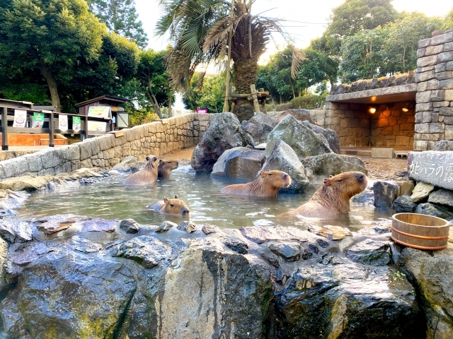 カピバラ温泉