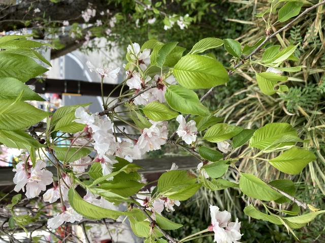 街の桜